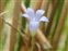 Style, Wahlenbergia hederacea