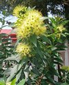 Xanthostemon chrysanthus