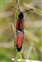 Insecta, Zygaena purpuralis